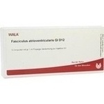 FASCICULUS atrioventricularis GL D 12 Ampullen