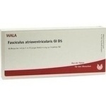 FASCICULUS atrioventricularis GL D 5 Ampullen